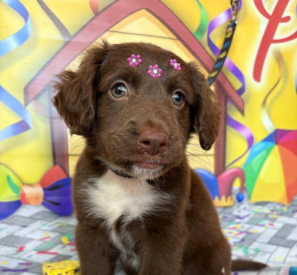 Cachorro para adoção