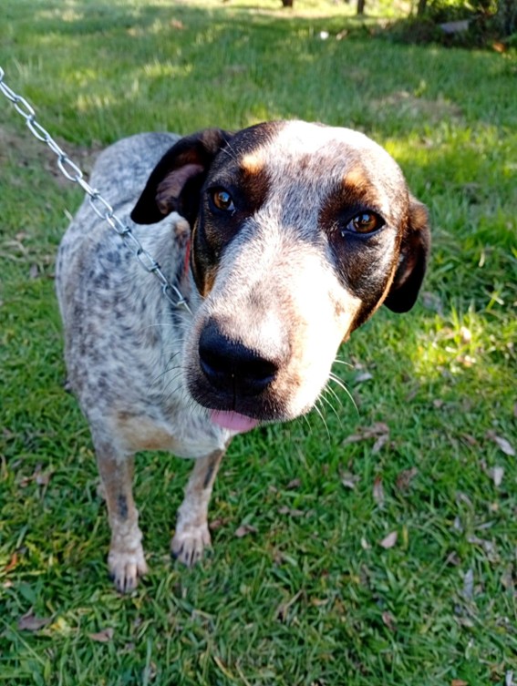 Cachorro para adoção