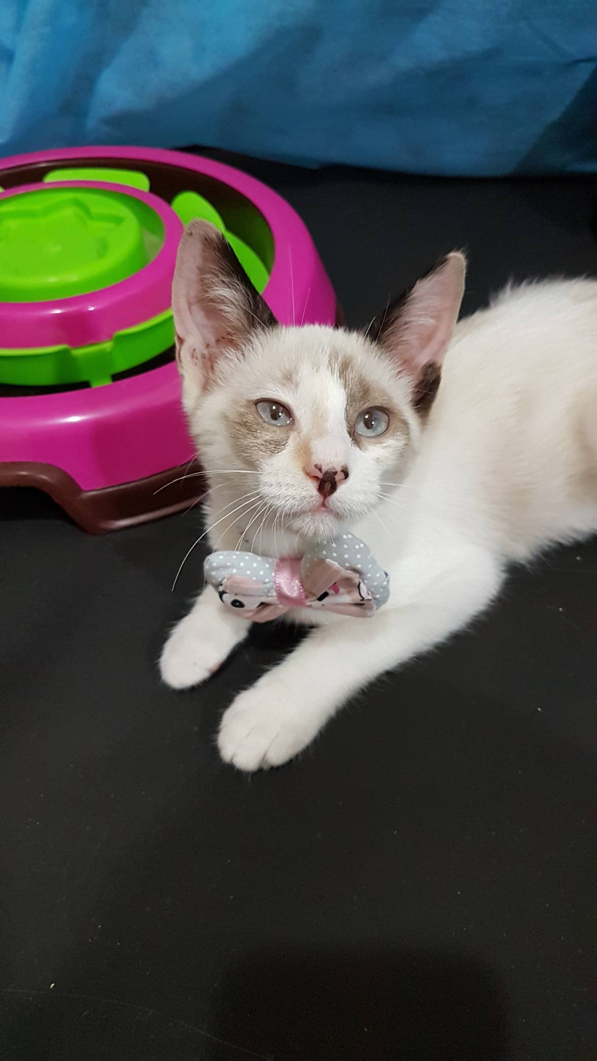 Gato para adoção