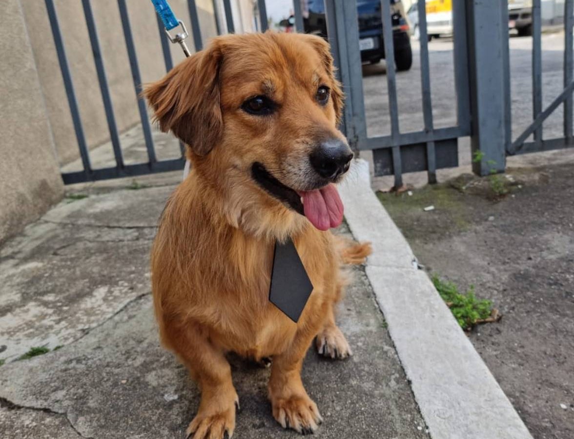 Cachorro para adoção