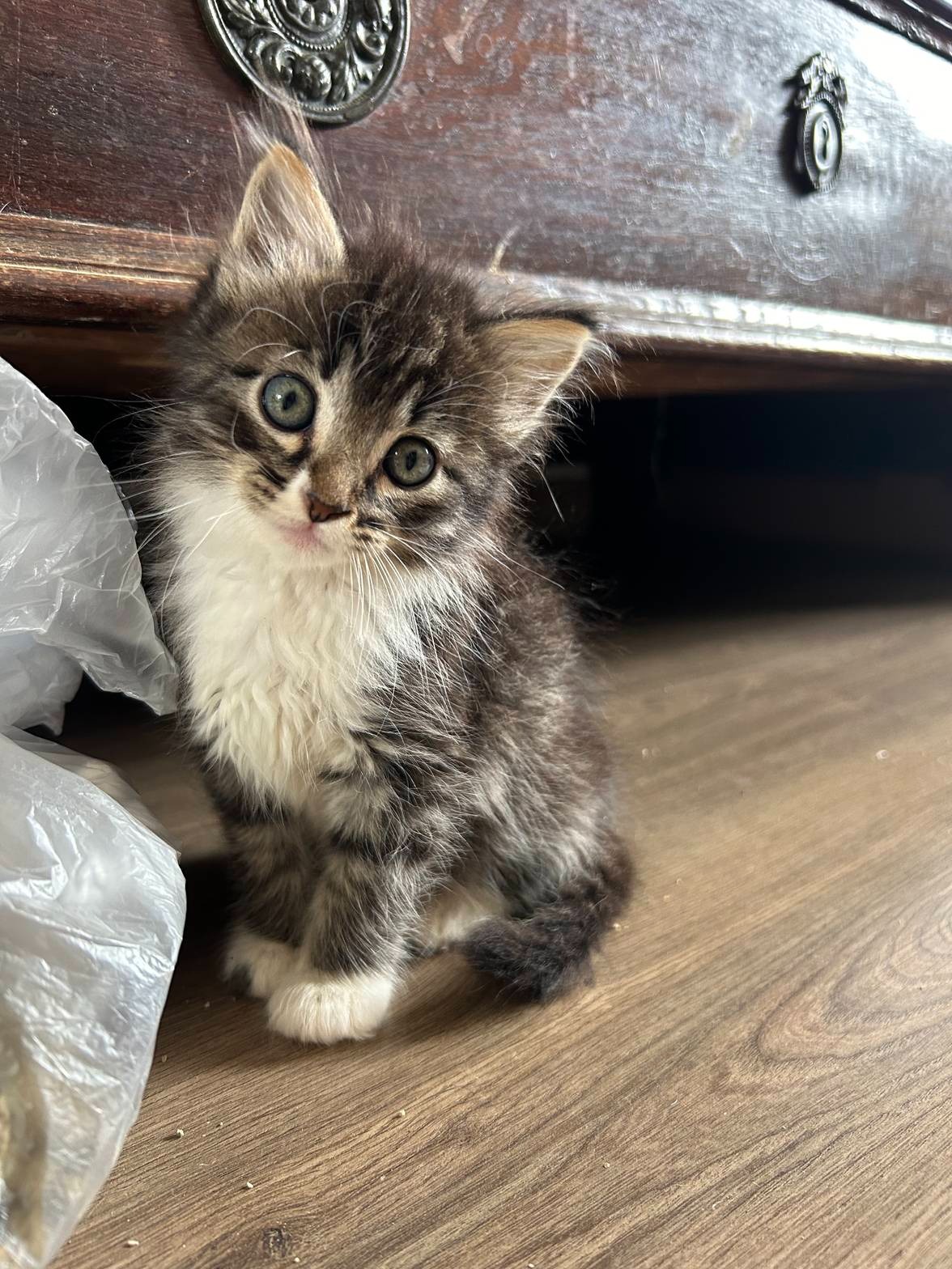 Gato para adoção