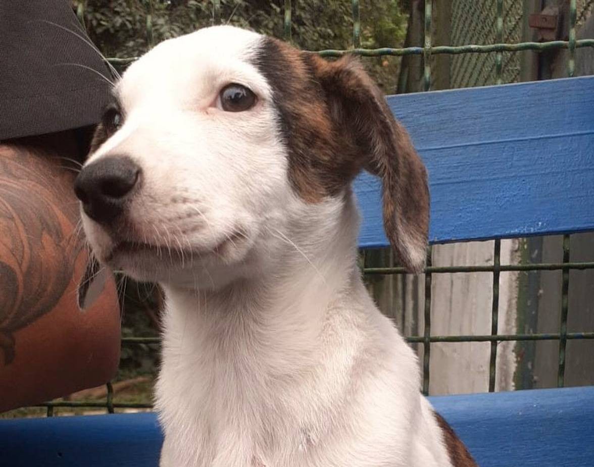 Cachorro para adoção