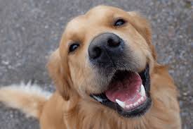 Cachorro para adoção