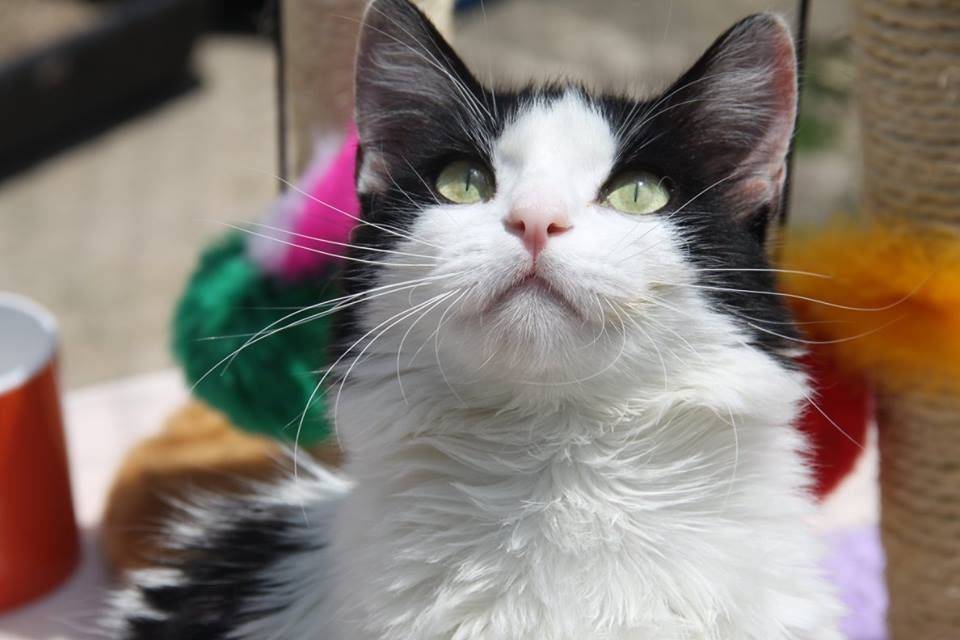 Gato para adoção