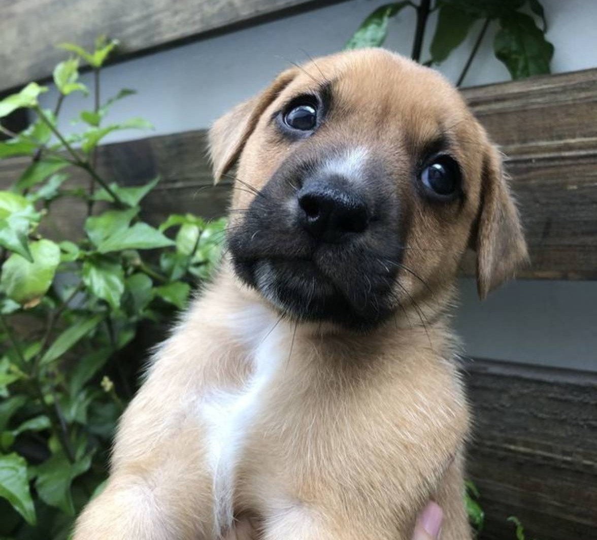 Cachorro para adoção